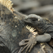 Galapagos