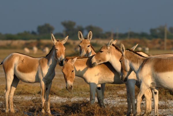 Bild 1 von 6: Der indische Halbesel überlebt nur, weil er karge salzhaltige Pflanzen verdauenkann.