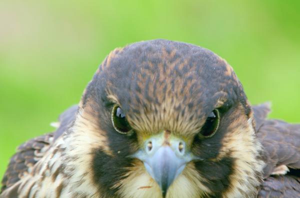 Bild 1 von 4: Der Wanderfalke ist der schnellste Beutegreifer der Welt ? und nicht nur im Hochland unterwegs, sondern auch in urbanen Gebieten.