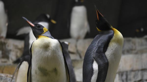 Bild 1 von 2: Im Eismeer fliegen die Federn: Zwei Königspinguine sind in der Mauser.