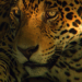 Jaguar - Heimlicher Jäger hautnah