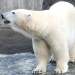 Eisbär, Affe & Co