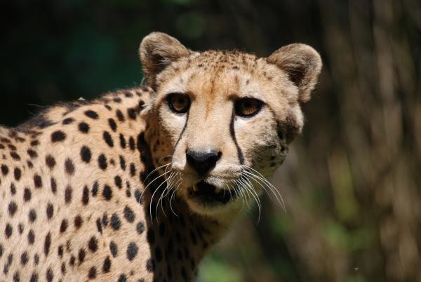 Bild 1 von 1: Sehen Geparde alle gleich aus?