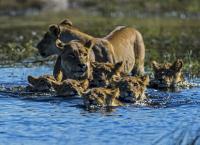 Okawango - Fluss der Träume