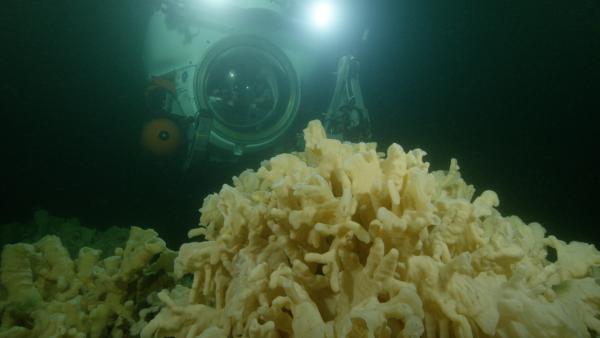 Bild 1 von 14: Forscher auf der Suche nach den ältesten lebenden Kreaturen der Erde. In über 300 Metern Tiefe finden sie wahrhaft urzeitliche Wesen: Glasschwämme.