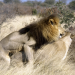 Die Löwen der Kalahari