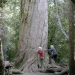 Neuseeland - Wald der Riesen