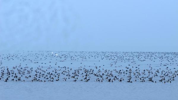 Bild 1 von 19: Im Bild: Tafelenten.