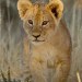 Wildkatzen und Wildhunde