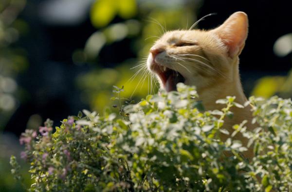 Bild 1 von 5: Katzenminze produziert Nepetalacton, ein Duftstoff, der Katzen euphorisch macht.