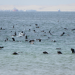 Anna und die wilden Tiere