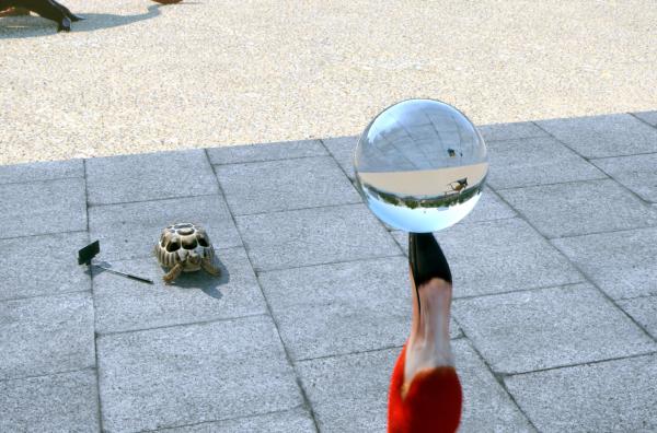 Bild 1 von 2: Die Schildkröte möchte gerne die Balanceperformance des Flamingos mit einem Selfie festhalten. Doch der Tier-Stau auf der gegenüberliegenden Straße bringt alles durcheinander ...