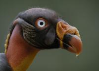 Wildes Lateinamerika