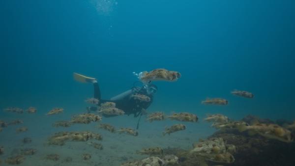 Bild 1 von 15: Vor der Küste Costa Ricas ist Hannah Emde auf der Suche nach Weißspitzenriffhaien. Sie rücken in den Fokus der Forschung, da ihre Zahl immer weiter sinkt. Die Auswirkungen auf das Nahrungsnetz sind noch unklar.
