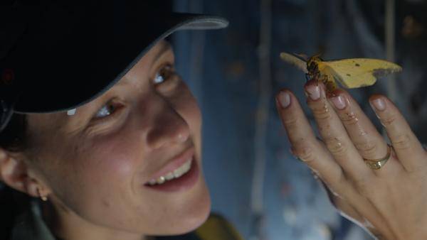 Bild 1 von 15: Insekten sind das Fundament des ökologischen Netzwerks - doch ihre Zahl schrumpft dramatisch. Um sie zu schützen, müssen wir sie besser verstehen: 80 Prozent der Arten Costa Ricas sind noch völlig unerforscht.