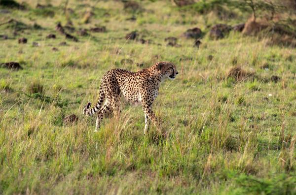 Bild 1 von 5: Auf die grünen Ebenen des Naboisho-Refugiums zieht es nach der Regenzeit viele Tiere zum Grasen. Für den Gepard sind sie eine leichte Beute.
