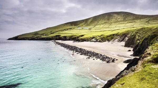 Bild 1 von 2: Eine Kolonie Kegelrobben im Winter am Strand von Blasket Island vor der Dingle Halbinsel.
