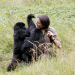 Dian Fossey: Ihr Leben für die Gorillas