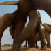 Serengeti - Wilde Geschichten aus der Savanne