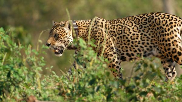 Bild 1 von 15: Der Jaguar ist nach Tiger und Löwe die drittgrößte Katzenart und die einzige auf dem amerikanischen Kontinent vorkommende Großkatzenart.