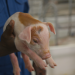 Nelson Müllers Schweinefleisch-Report