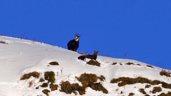 Bild 1 von 30: Im Bild: Gemsen.