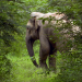 Thailand, im Dschungel der Sinne