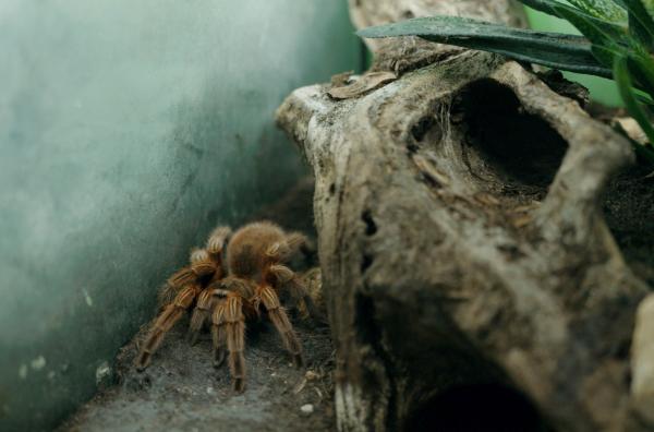 Bild 1 von 2: Eine der Vogelspinnen von Bastian Rast: Auch sein 14-jähriger Sohn sammelt Spinnen.