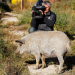 Wollschwein, Sundheimer Huhn & Co. - Wo sind die guten, alten Nutztierrassen?