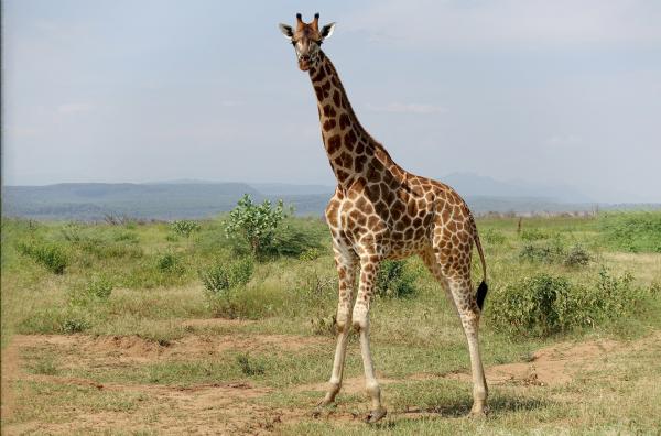 Bild 1 von 5: Früher lebten große Herden von Rothschild-Giraffen im kenianischen Grabenbruch an den Ufern des Baringosees.
