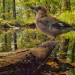 Unsere Wälder