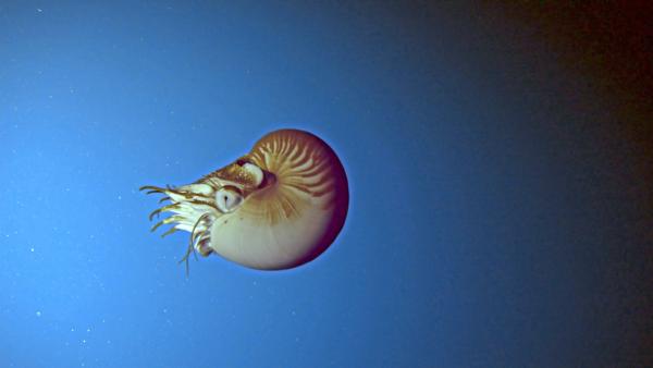 Bild 1 von 7: Ein lebendes Fossil im freien Wasser, die Nautilus-Tintenschnecke.