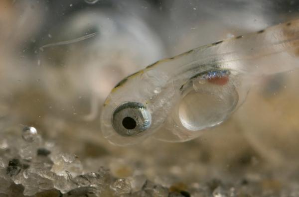 Bild 1 von 6: Ein frisch geschlüpfter Grunion