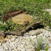 Natur im Garten