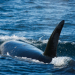 Orcas - Räuber mit Familiensinn