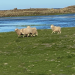 Leben an der Nordsee