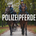 Polizeipferde