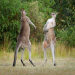 Planet der Tiere