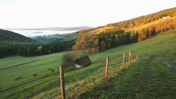 Bild 1 von 32: Im Bild: Herbststimmung in der Waldheimat.