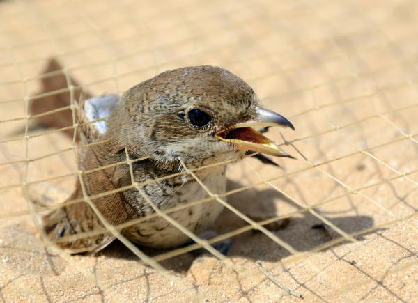Bild 1 von 8: Gefangener Neuntöter in einem Reusennetz bei El Alamein in Ägypten.