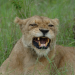 Safari-Paparazzi: Wildlife pur (6)