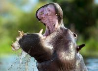 Naturwunder Okawango