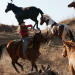Heartland - Paradies für Pferde