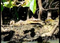 In der Mitte Amerikas