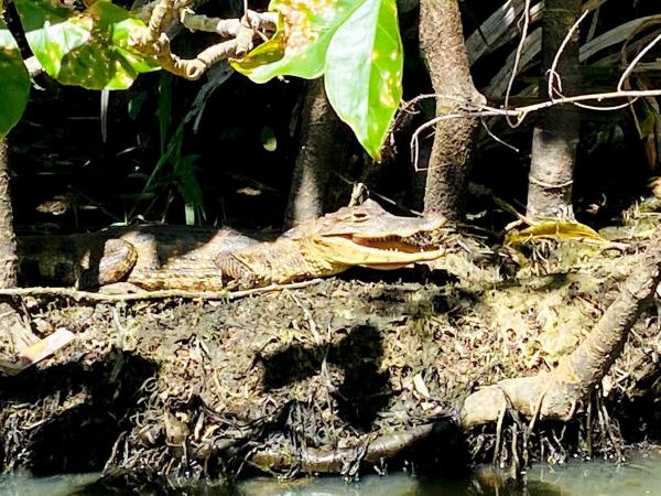 Bild 1 von 16: Im Bild: Krokodil.