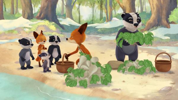 Bild 1 von 3: Die ganze Familie der Füchse und Dachse sammelt Rüben für den Winter.