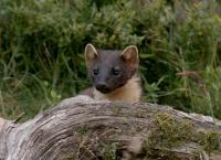 Schottlands wilde Jahreszeiten