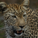 Safari-Paparazzi - Wildlife pur