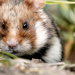 Der kleine Held vom Hamsterfeld