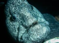 Mysteriöse Meere: Mutanten unter sich